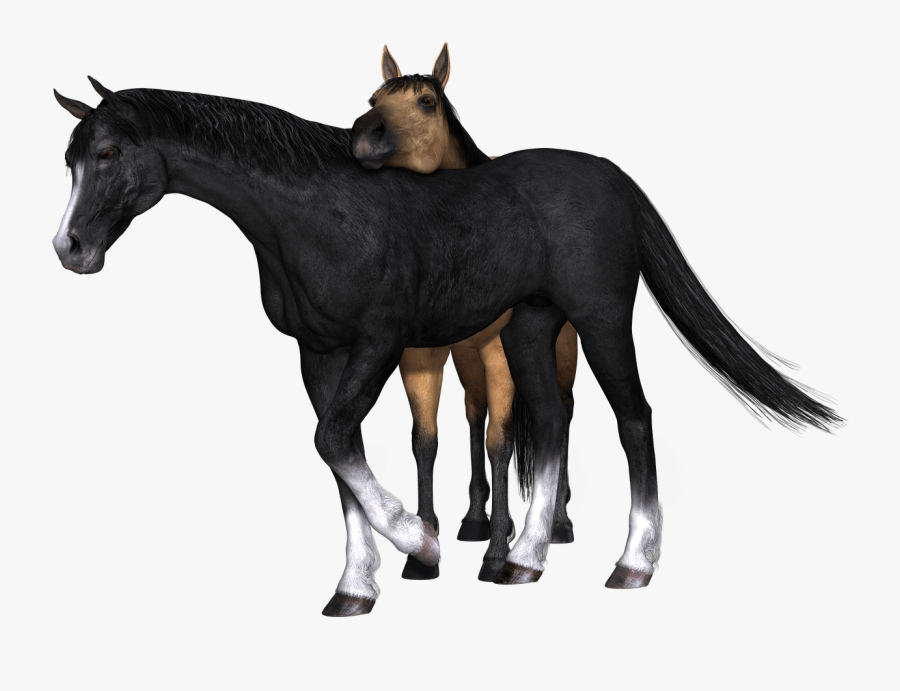 Horses Black And Brown Drawing - 2 Horses Transparent Background, Transparent Clipart