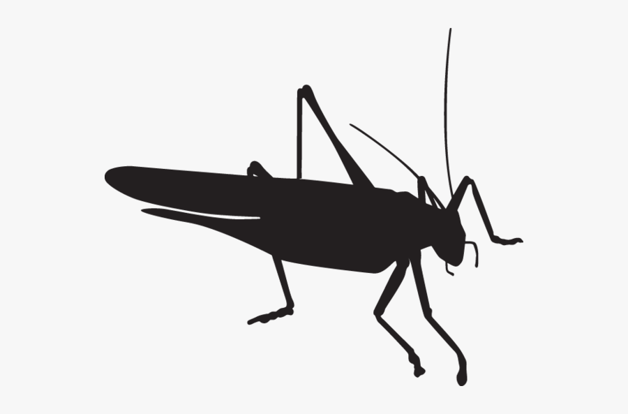 Grasshopper Silhouette, Transparent Clipart