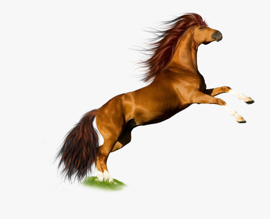 Horse Png, Transparent Clipart