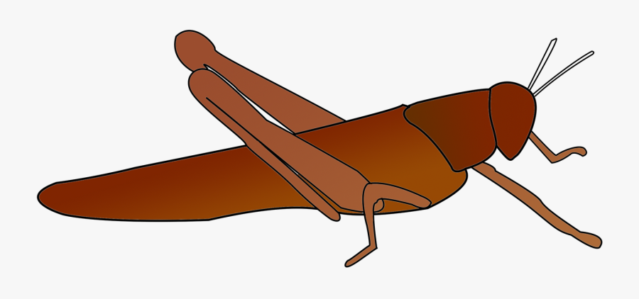 Visual Recording Drawings I - Band Winged Grasshoppers, Transparent Clipart