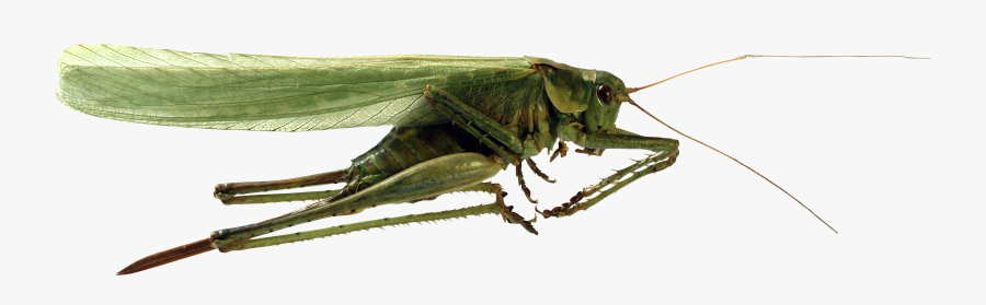 Grasshopper Png Image - Кузнечик Пнг, Transparent Clipart