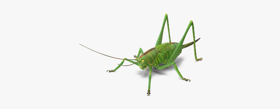 Green Grasshopper Png Image Free Download - Grasshopper, Transparent Clipart