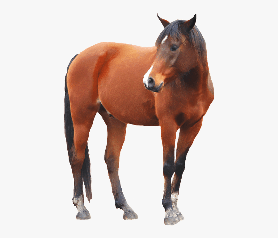 Horse Transparent Background, Transparent Clipart