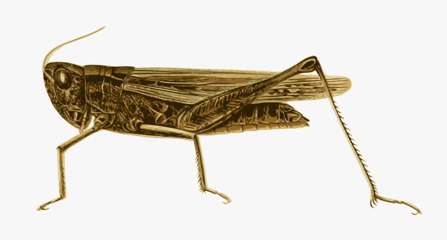 Grasshopper Vector Clipart - Grasshopper, Transparent Clipart