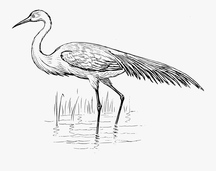 Egret Drawing At Getdrawings - Blue Crane Black And White, Transparent Clipart