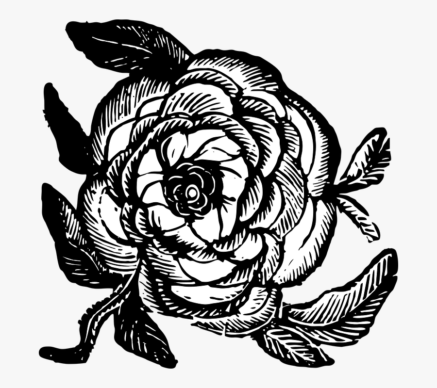 Rose, Flower, Vintage, Nature, Floral, Blossom - Flower, Transparent Clipart