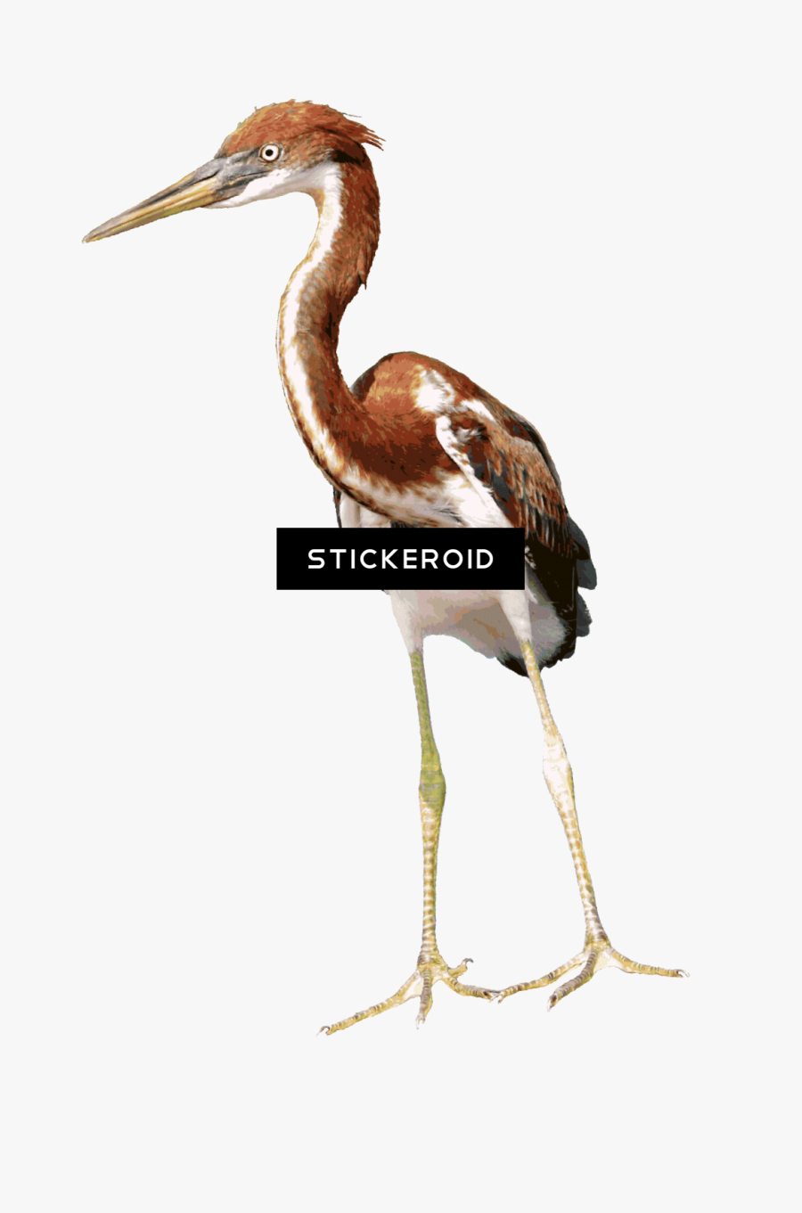 Heron Vector Water Bird - Gambar Kuntul Animasi, Transparent Clipart