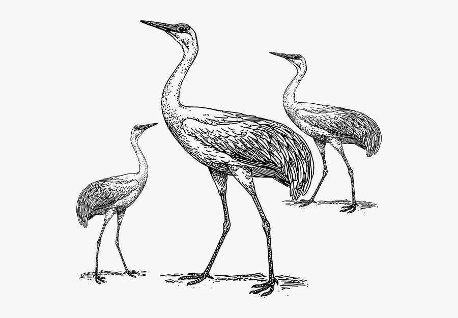 2 Cranes Black And White Clipart, Transparent Clipart