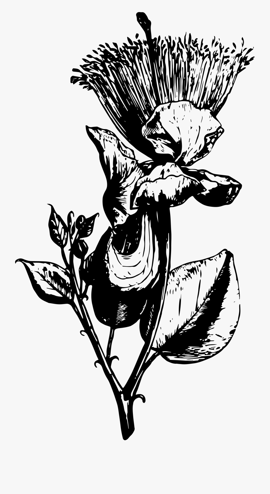 Vector Vintage Flora Illustrations Example Image - Illustration, Transparent Clipart