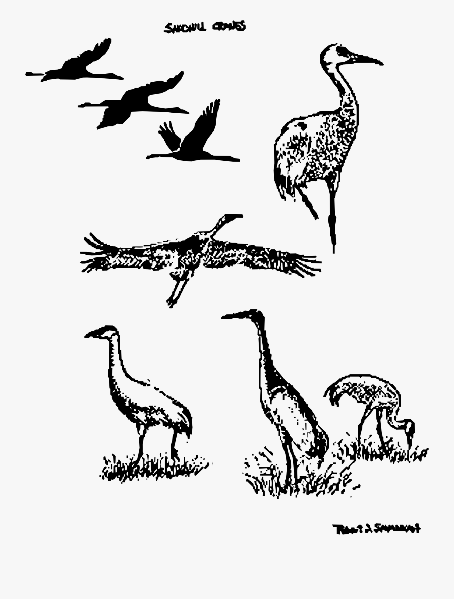 Sandhill Cranes Clip Arts - Crane, Transparent Clipart
