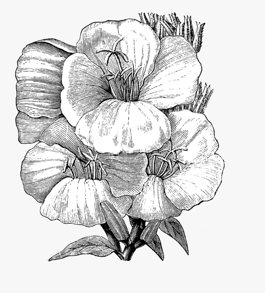 Orchid, Transparent Clipart