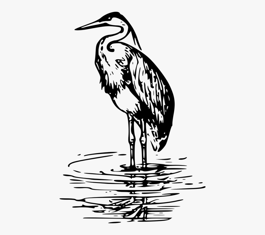Animal Bird Heron Sea Seaside - Blue Heron Black White, Transparent Clipart