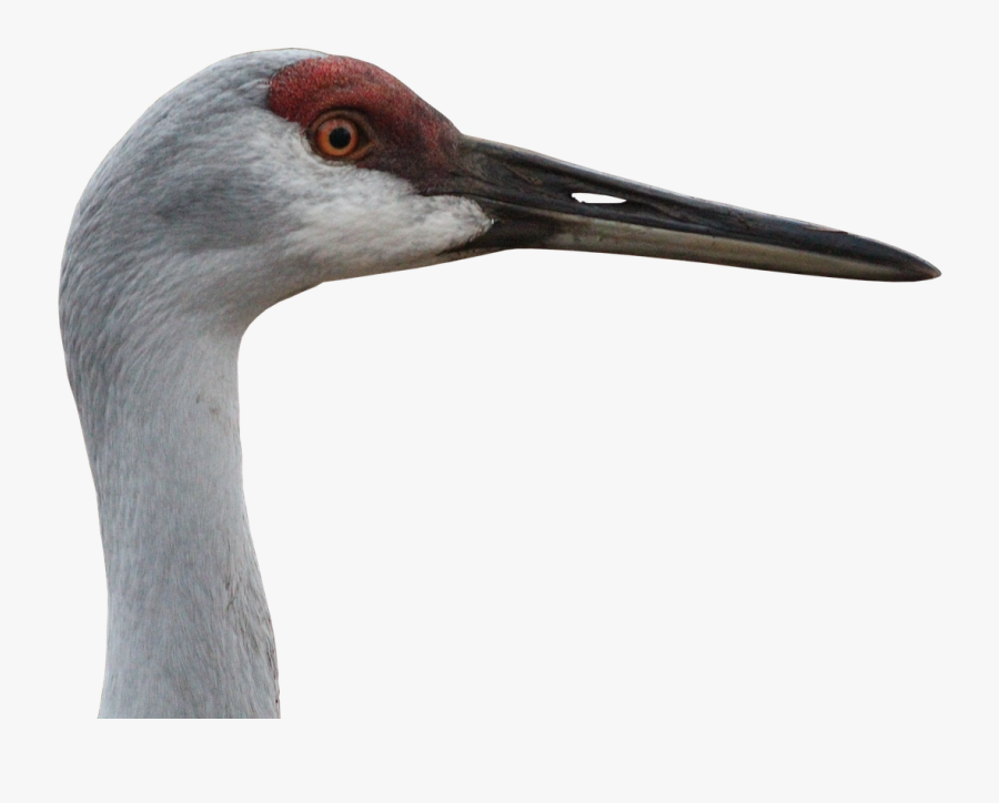 Transparent Crane Bird Clipart - Crane Animal Png, Transparent Clipart