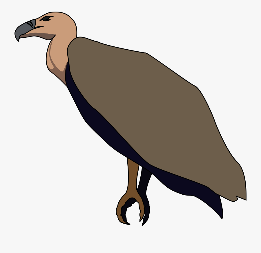Bird,vulture,flightless Bird,andean Condor - Vulture Clip Art, Transparent Clipart