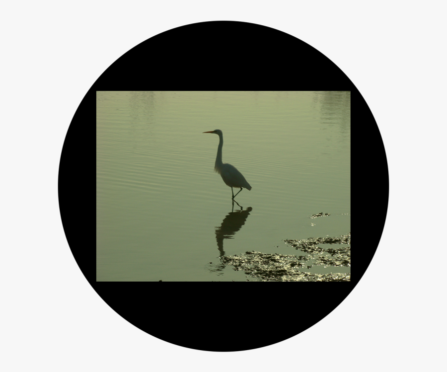 Transparent Crane Bird Png - Portable Network Graphics, Transparent Clipart
