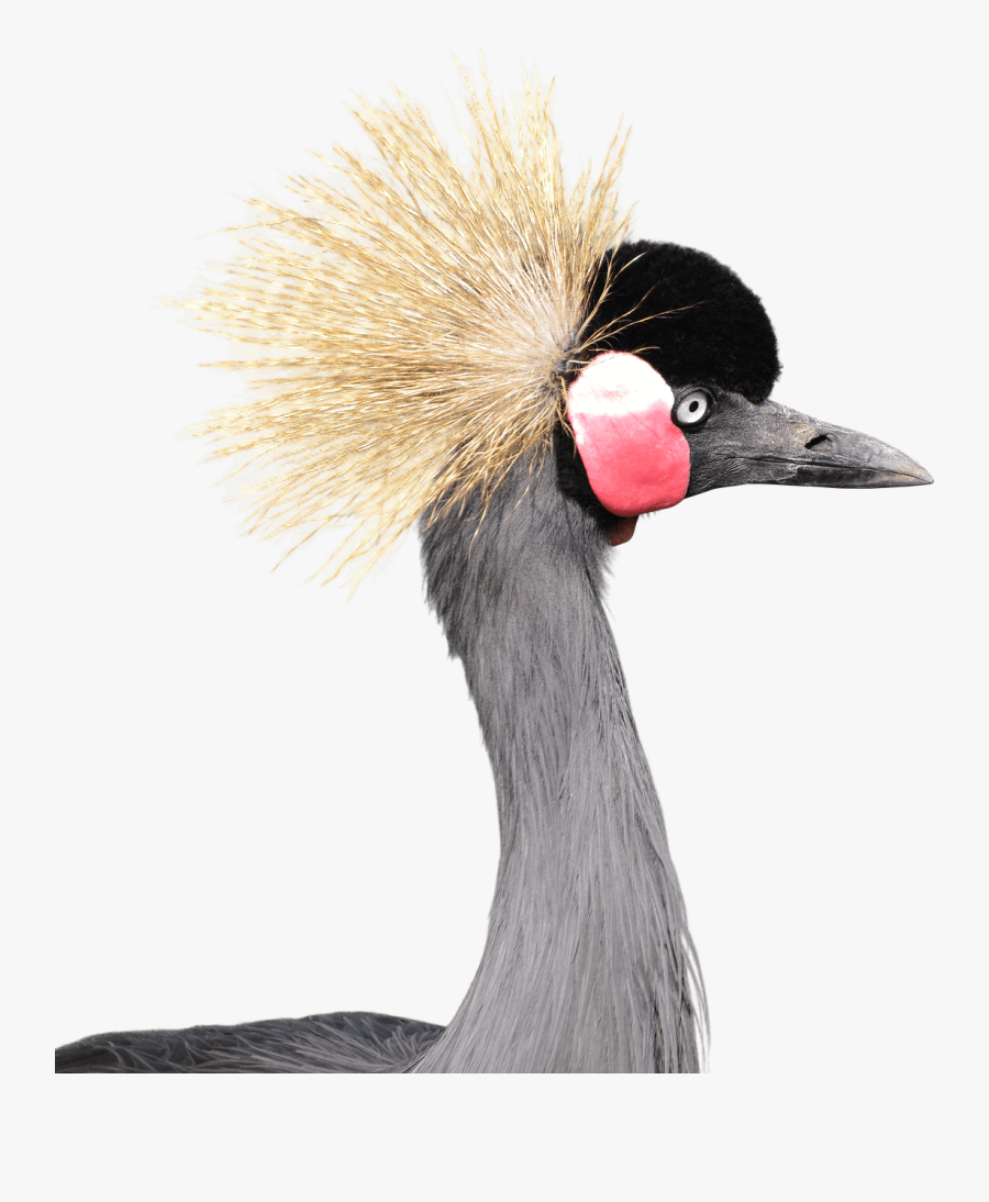 Crowned Gray - Grey Crowned Crane Png, Transparent Clipart