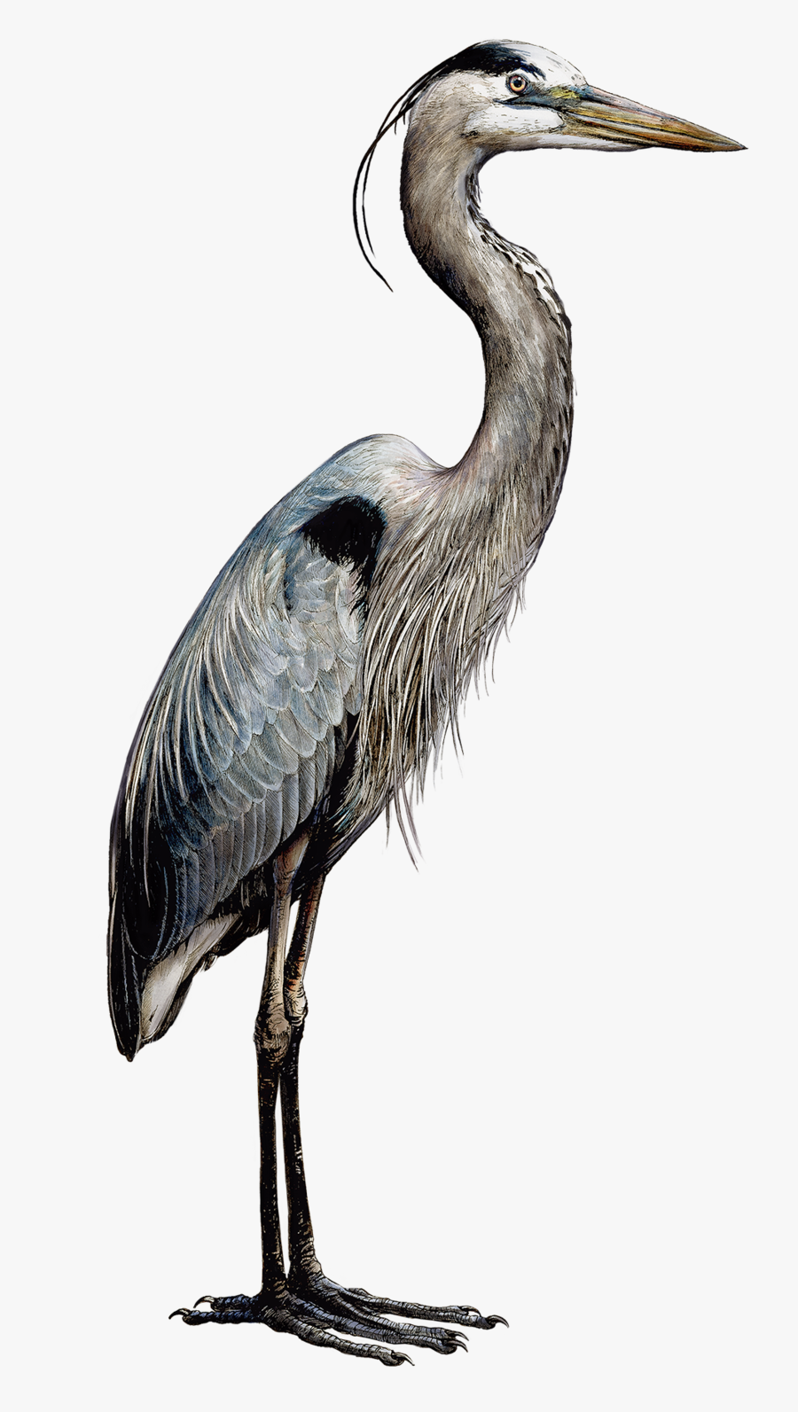 Heronsmaller - Great Blue Heron, Transparent Clipart