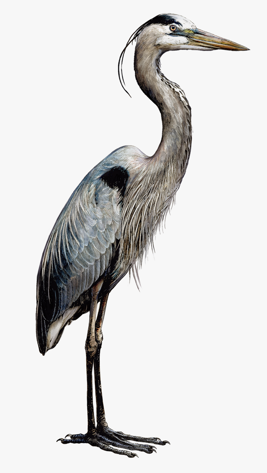 Heronsmaller - Great Blue Heron , Free Transparent Clipart - ClipartKey