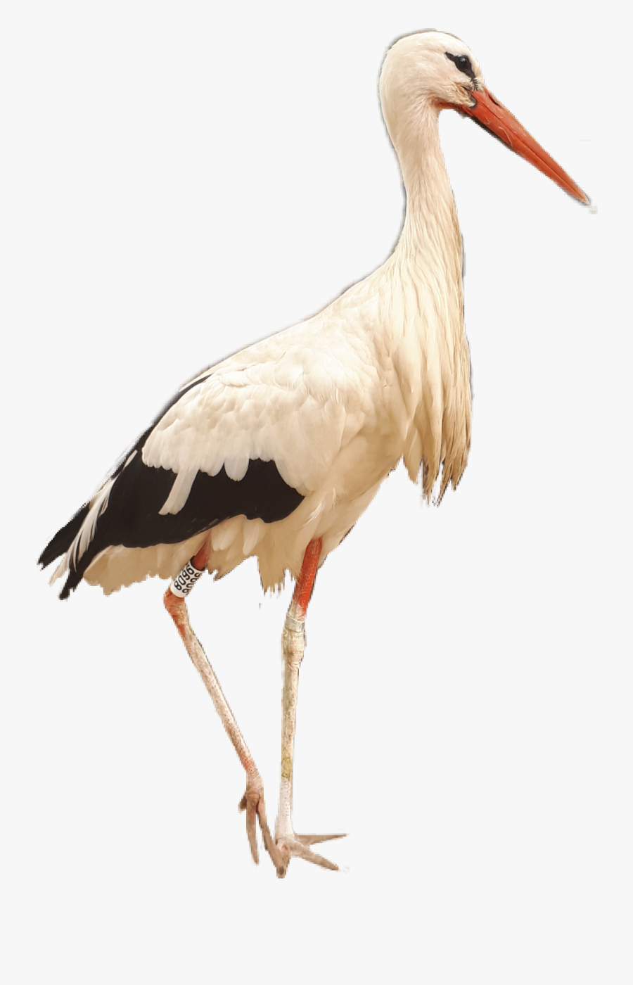 #crane #bird #birds #kraanvogel #afrika #africa #southafrica - White Stork, Transparent Clipart
