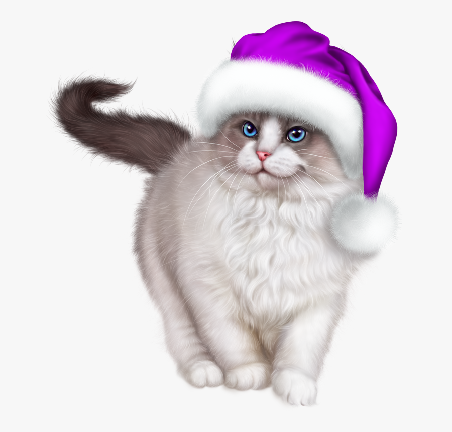 Kitten, Transparent Clipart