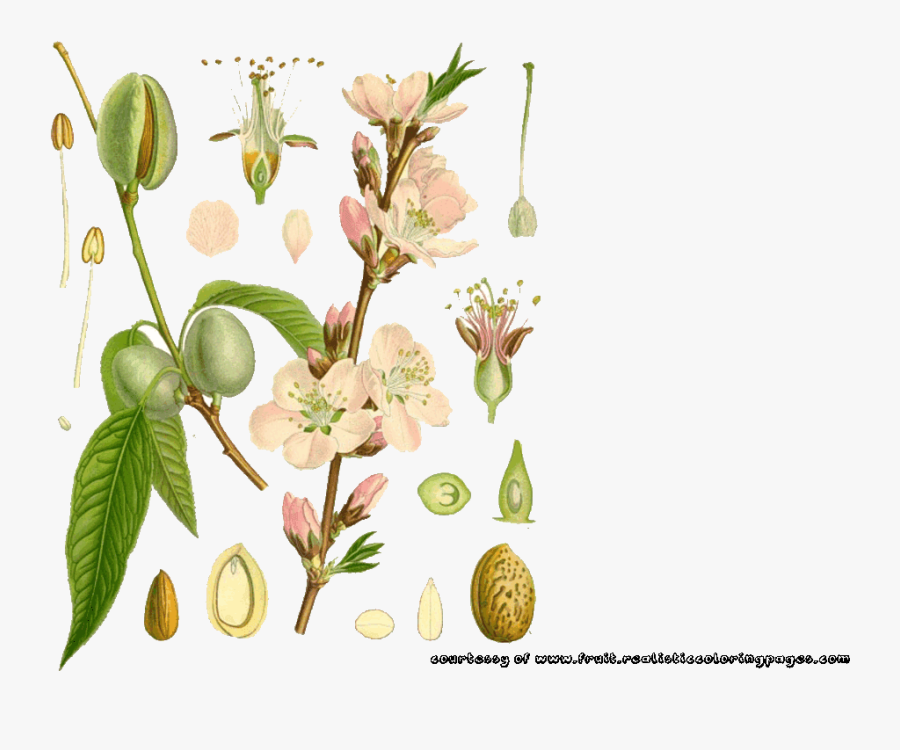 Almond Colorful Illustrations Image - Rosa Glauca, Transparent Clipart