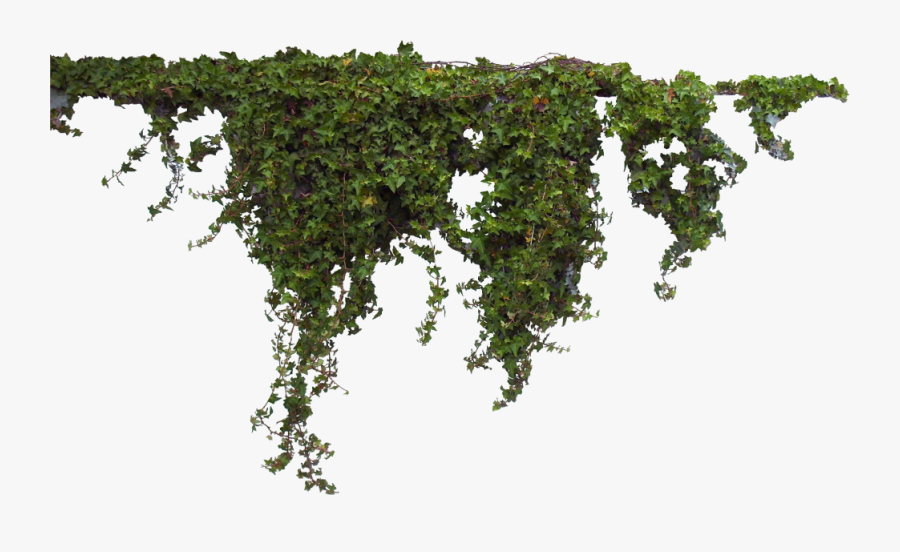 #ivy #greenery #vine #plant #freetoedit - Transparent Background Vines Png, Transparent Clipart