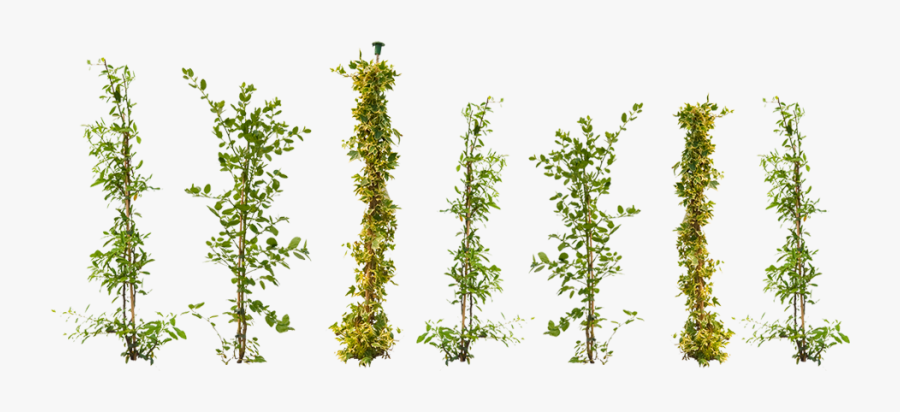 Vine Plant Png - Climbing Plant Png, Transparent Clipart