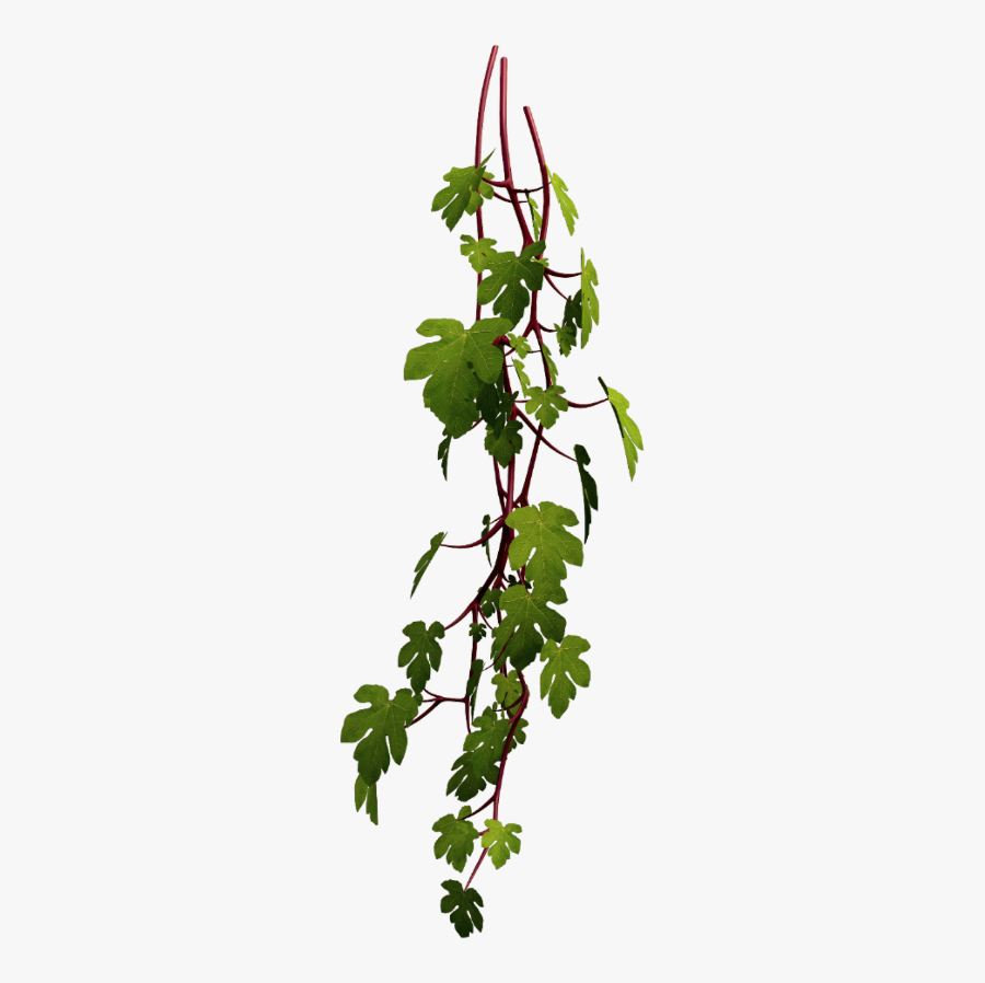 #vine #plant #leaf #nature @kl-ho - Foliage Png, Transparent Clipart