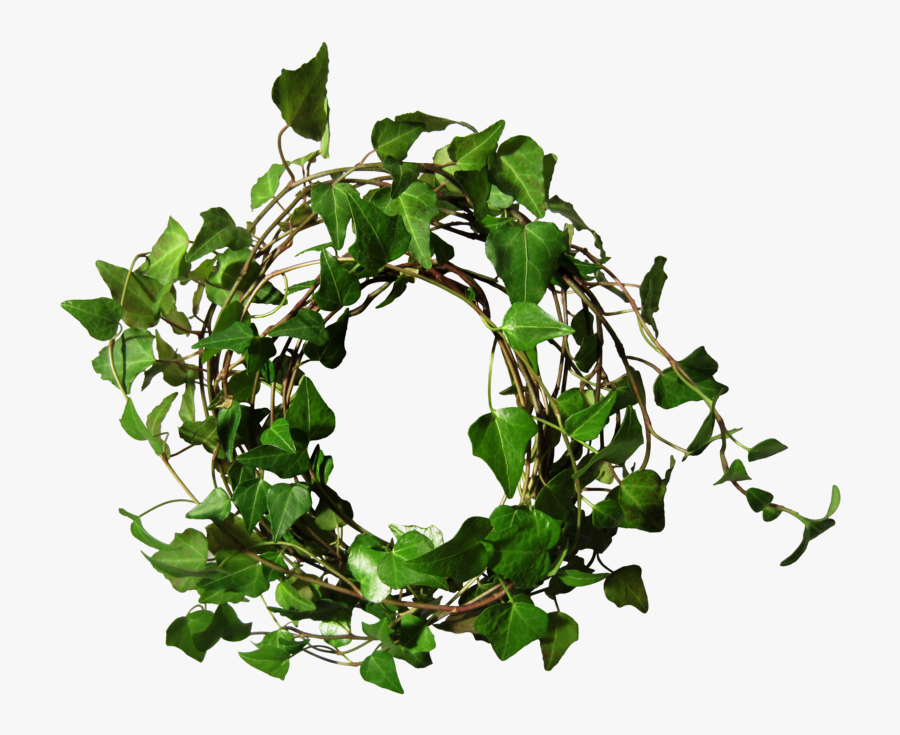 Folhagens Real Em Png, Transparent Clipart