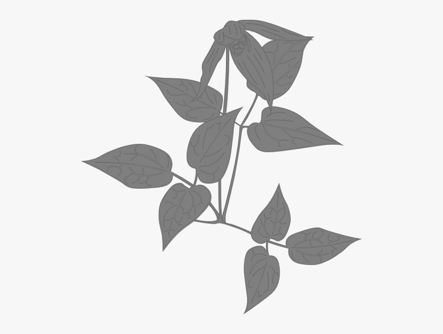Clematit Clip Art, Transparent Clipart