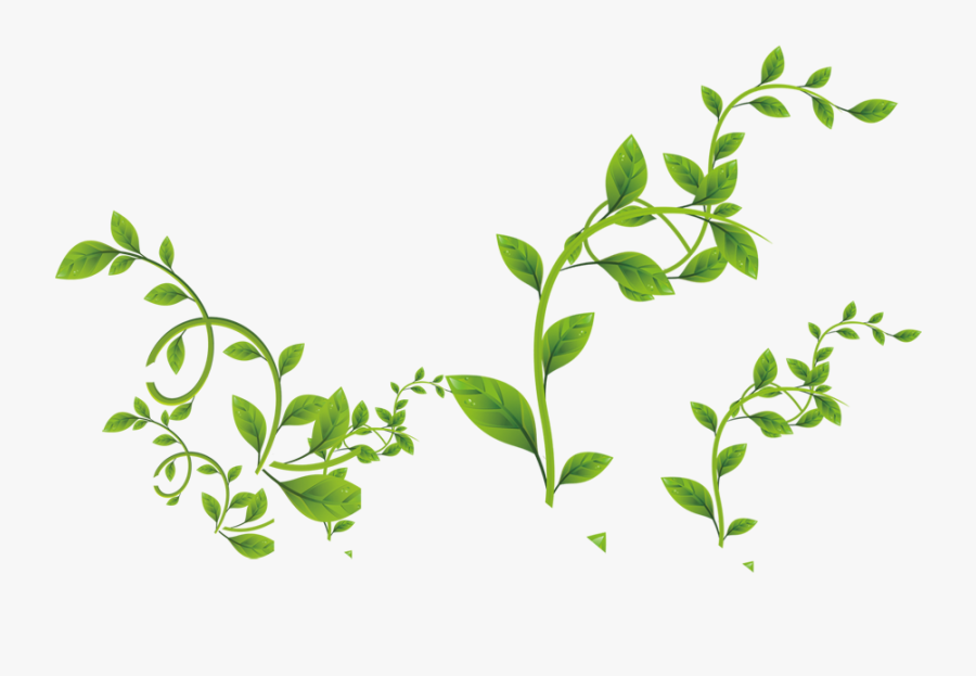 Green Leaves Png Download - Vine Stem Transparent, Transparent Clipart
