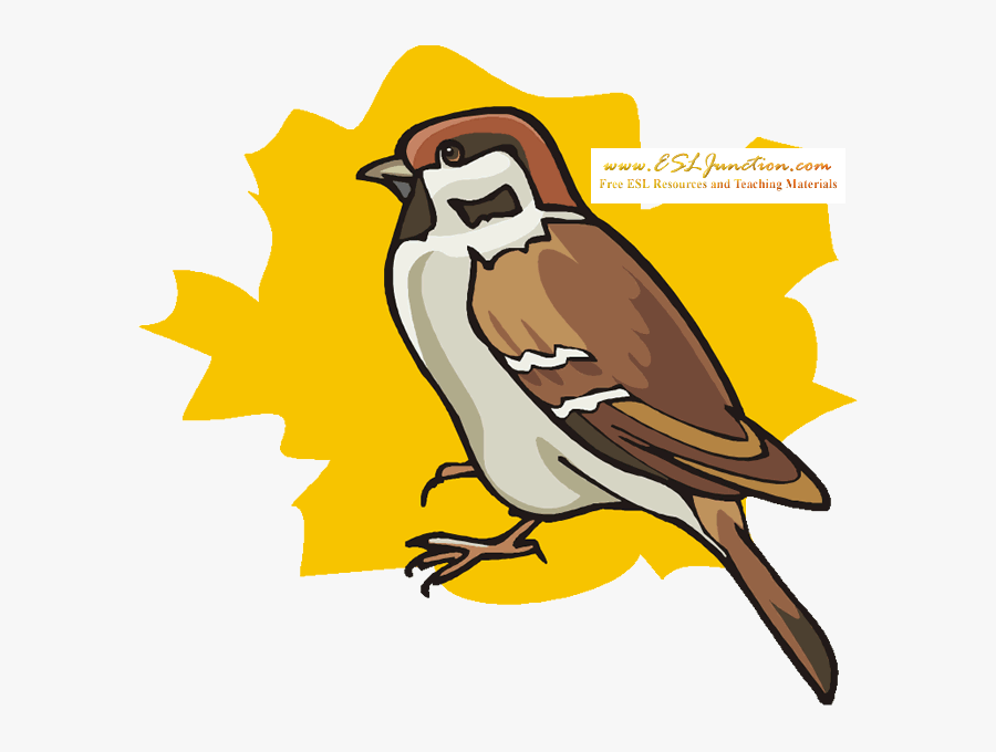 Winter Animal Coloring Pages - Bird Of Prey, Transparent Clipart