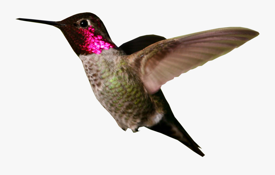 Hummingbird Png Photo - Hummingbird Png, Transparent Clipart