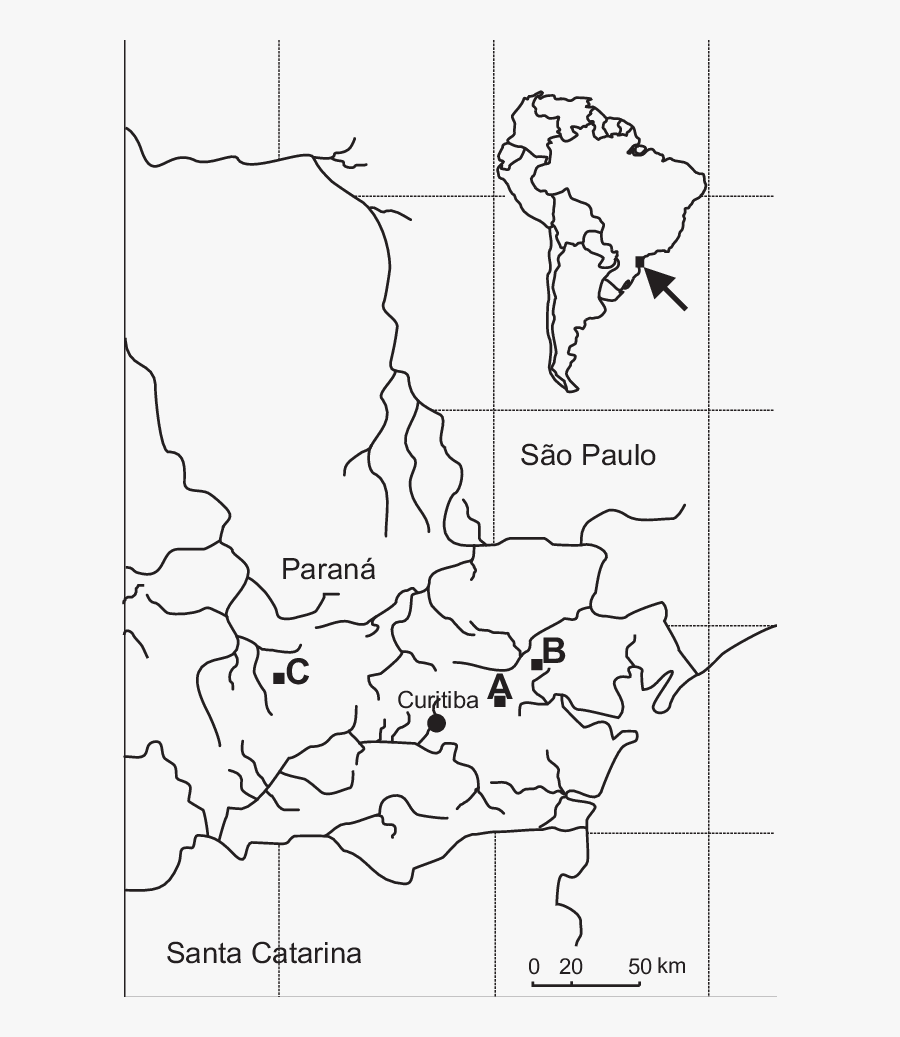 Colony Drawing Southern - South America, Transparent Clipart