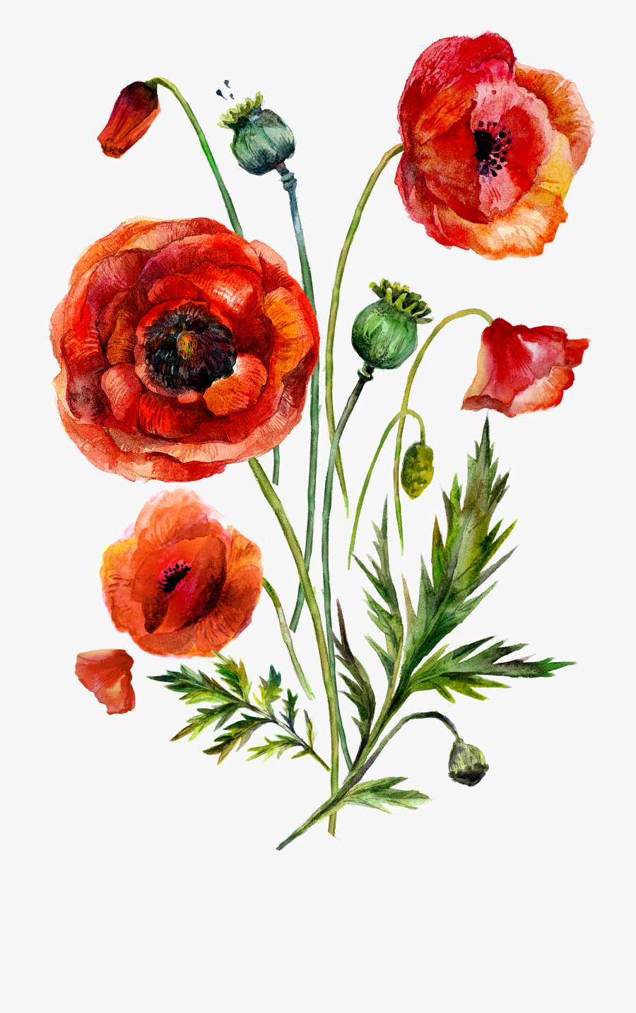 Poppy Clipart Vintage Botanical, Transparent Clipart
