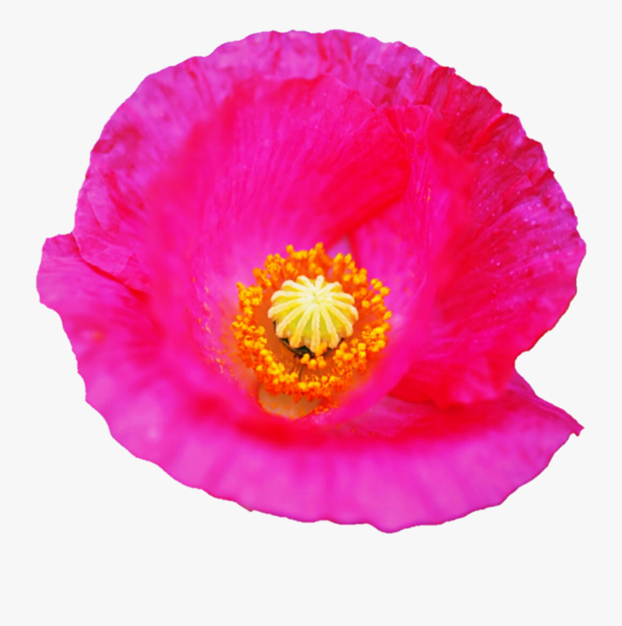 Corn Poppy, Transparent Clipart