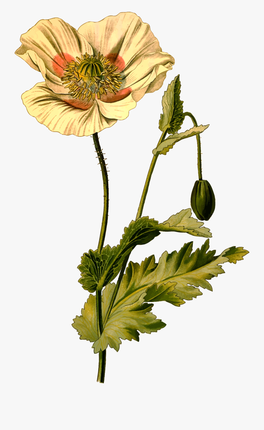 Poppy Clipart Stylized, Transparent Clipart