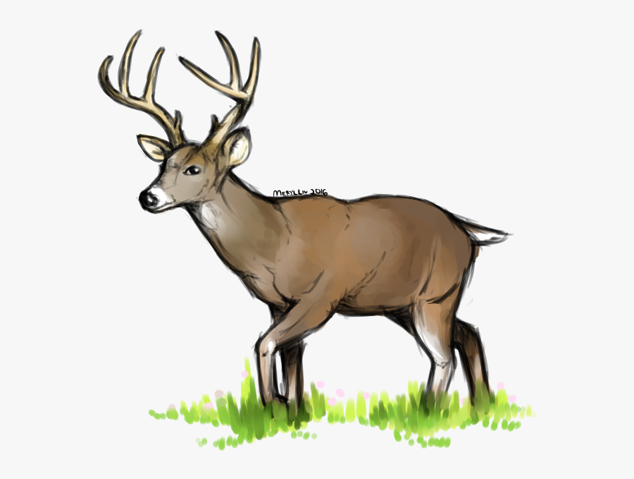 Whitetail Deer Png - Black Tailed Deer Transparent, Transparent Clipart