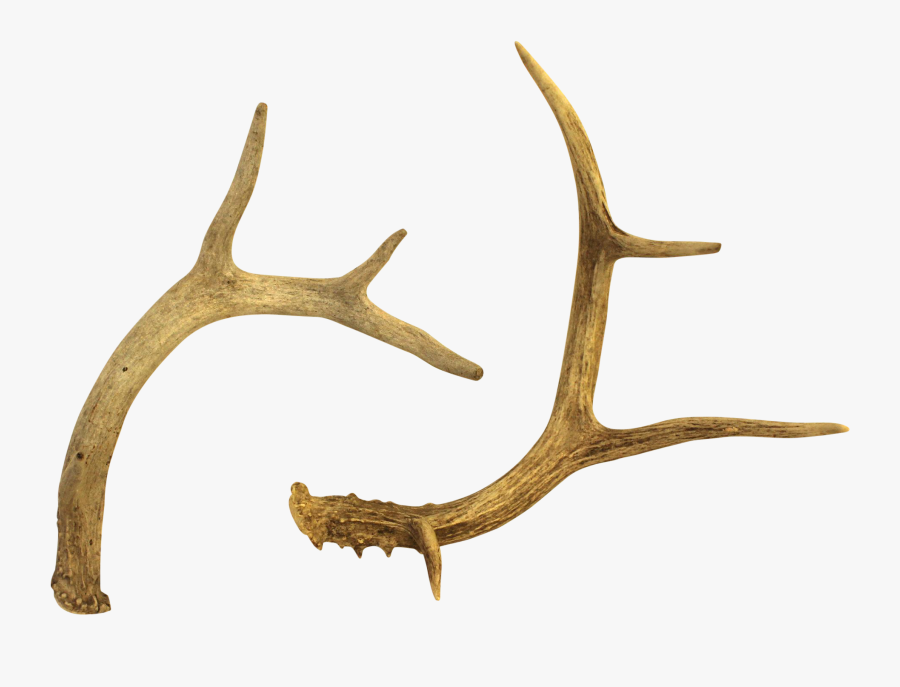 Clipart Free White Tailed Deer Chairish - Chifre De Rena Png, Transparent Clipart