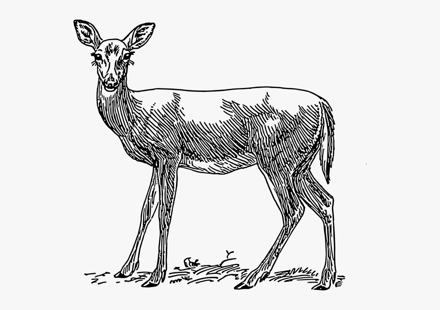 Life Cycle For Deer, Transparent Clipart