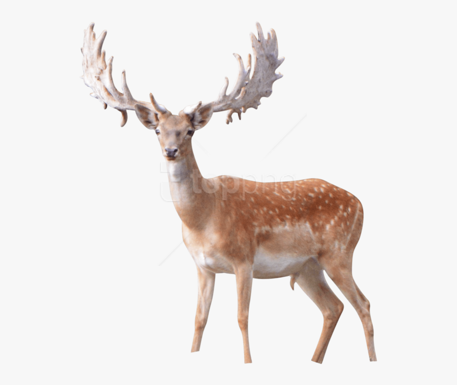Deer,roe Deer,tail,fawn,fur - Antler, Transparent Clipart
