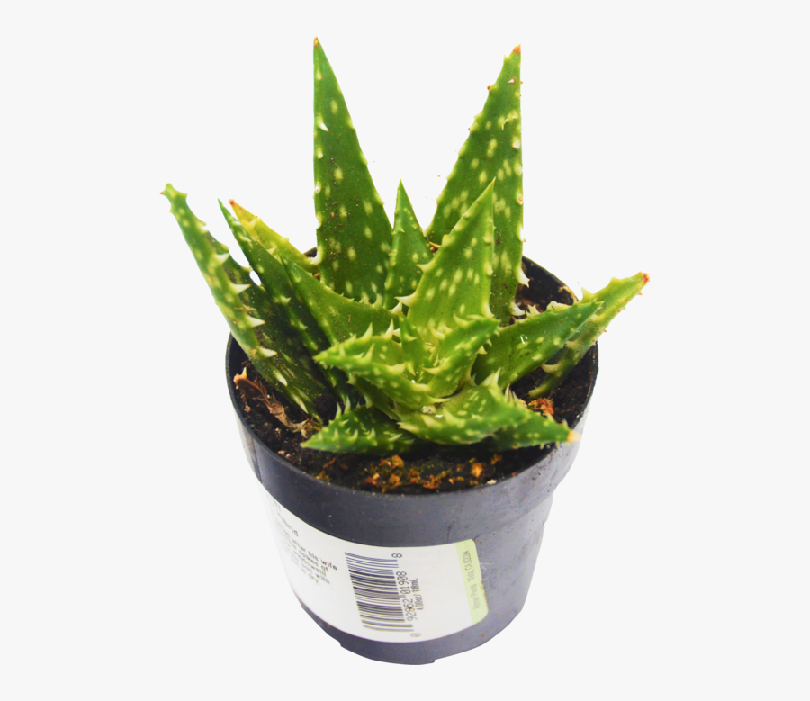 Clip Art Aloe Vera Watering - Aloe Vera Succulents, Transparent Clipart