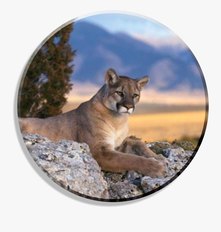 Transparent Mountain Lion Png - Mountain Lion On Rock, Transparent Clipart