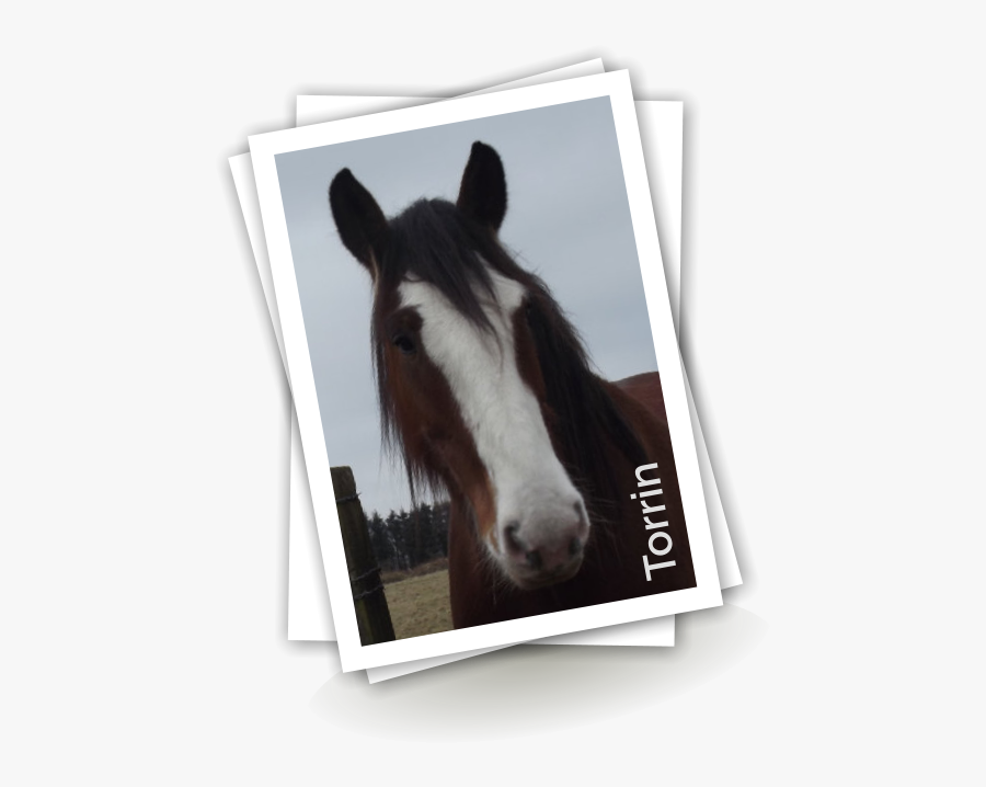 Transparent Horse Tail Png - Colt, Transparent Clipart