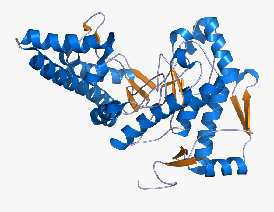 Hyaluronidase 1 2pe4 - Human Hyaluronidase Structure, Transparent Clipart