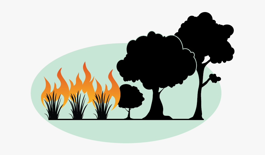 The Grass-fire Cycle On Pacific Islands, Transparent Clipart