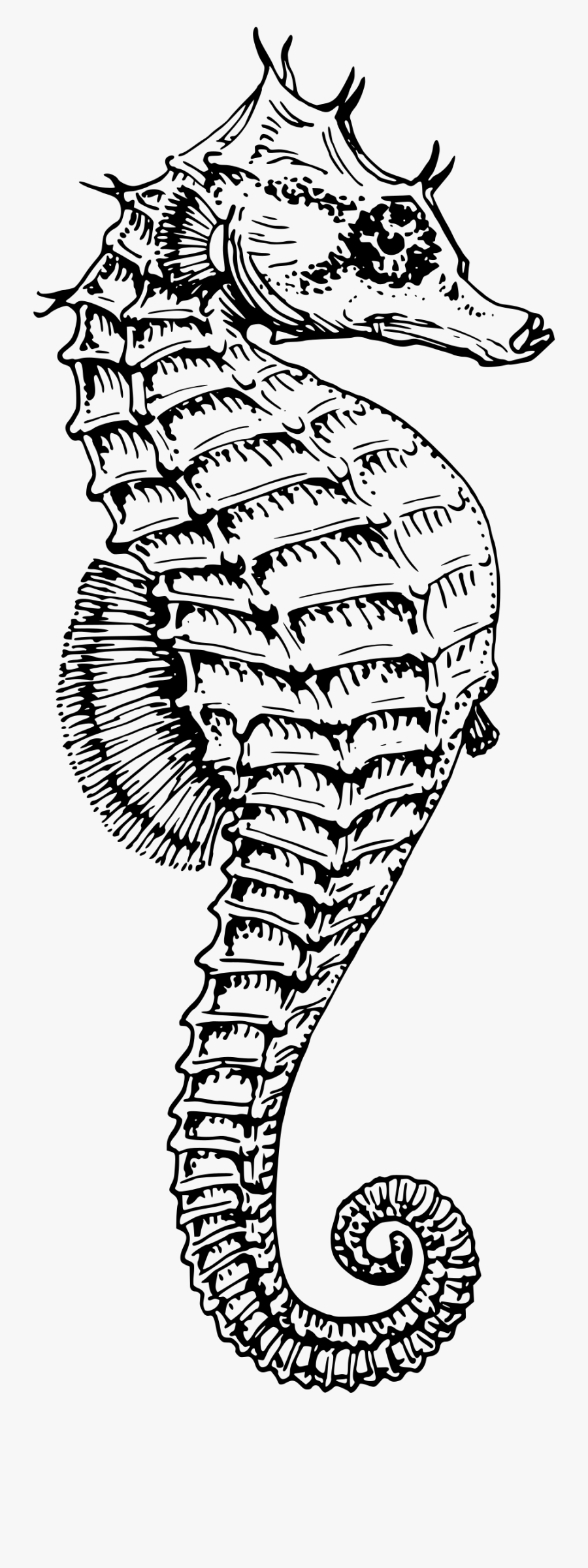 Seahorse Clip Arts - Black And White Seahorse, Transparent Clipart