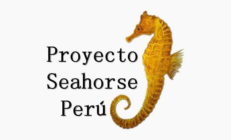 Seahorse Peru, Transparent Clipart