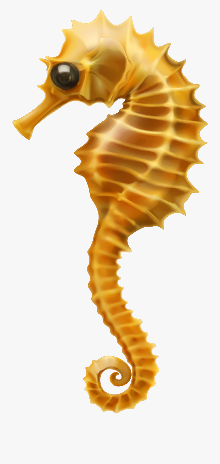 Seahorse Pictures White Background, Transparent Clipart