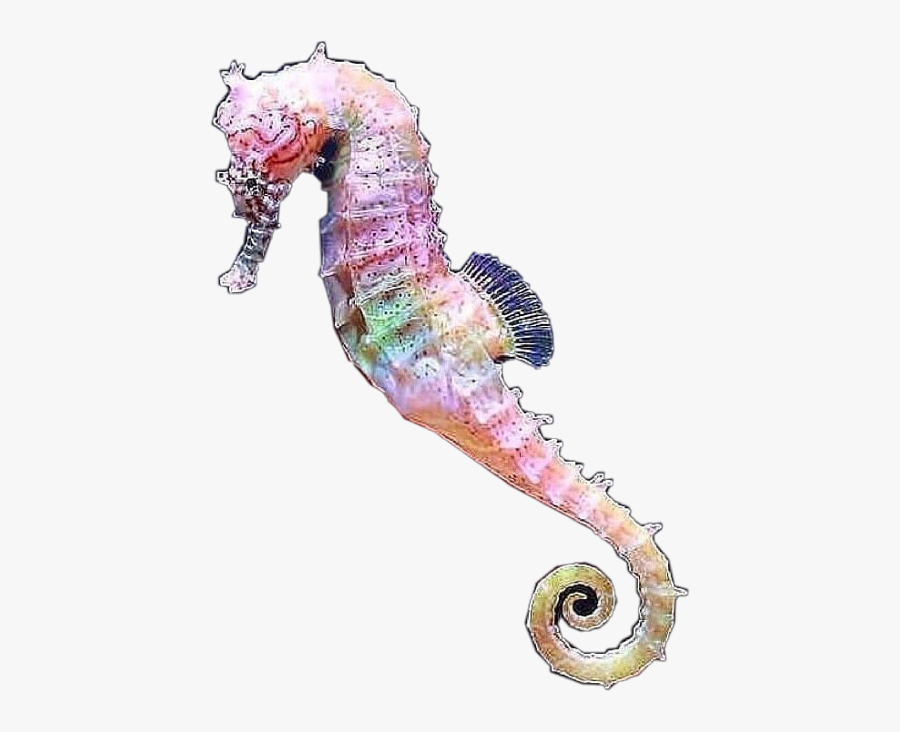Seahorse Freetoedit - Northern Seahorse, Transparent Clipart